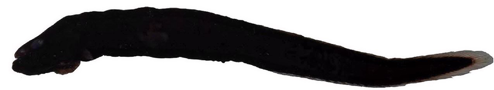 Parabrotula plagiophthalma_02.jpg